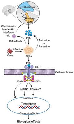 The Role of Chicken Prolactin, Growth Hormone and Their Receptors in the Immune System